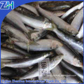 fishing nets pacific sardines bait on sale